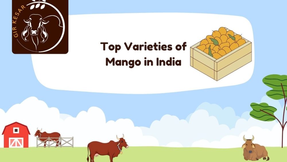 Top Varieties of Mango in India