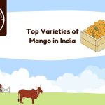 Top Varieties of Mango in India