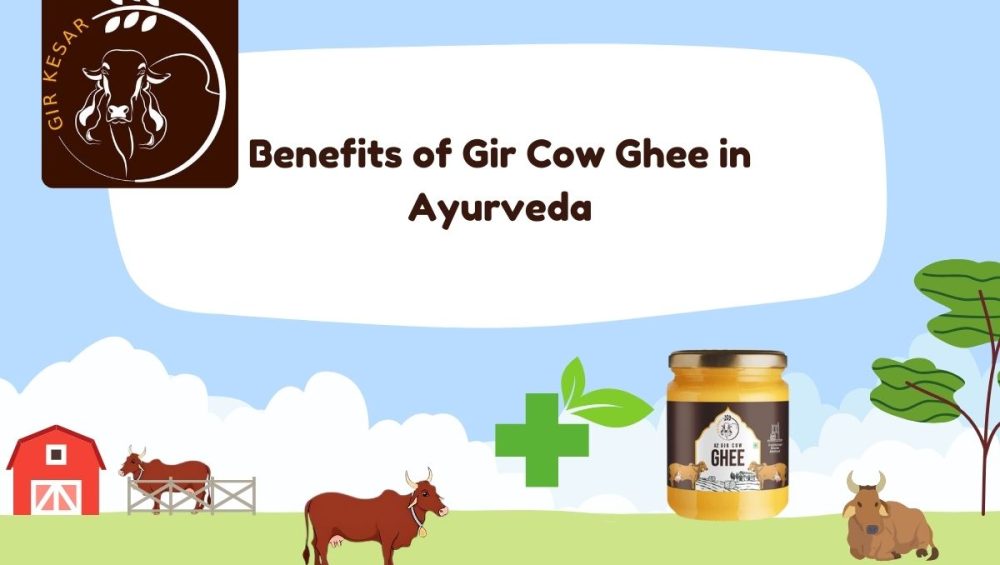 gir cow ghee in ayurveda