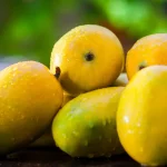 gir kesar mango