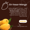 Organic Gir Kesar Mango - Image 3